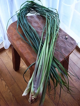 100817vegetables04.jpg