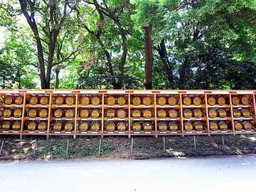 100825meiji-jingu09.jpg