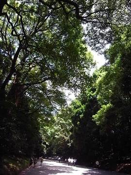 100825meiji-jingu21.jpg
