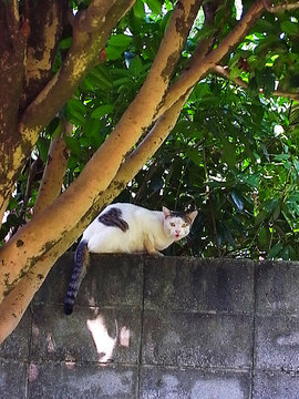 100831cat2.jpg