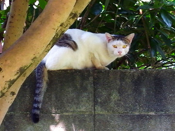 100831cat3.jpg