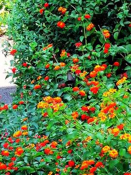 100831flower2.jpg
