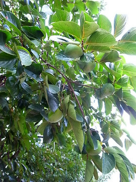 100831persimmon.jpg