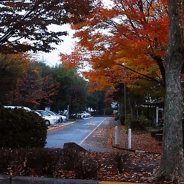 101122autumn-colors.jpg