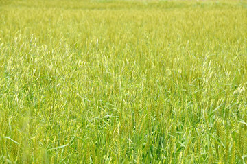 110516wheat2.jpg