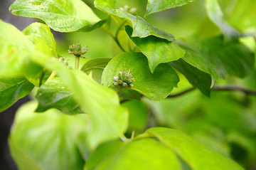 110520dogwood.jpg