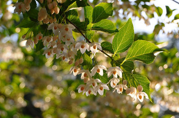 110520japanese-snowbell.jpg