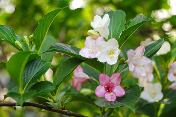 110520japanese-weigela.jpg