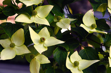 110520kousa-dogwood.jpg
