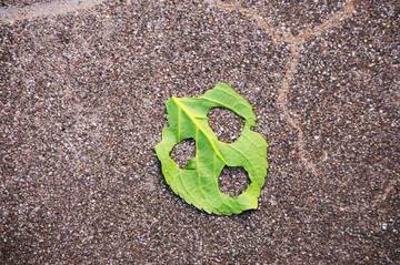 110520leaf.jpg