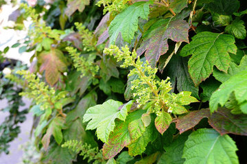 110520oak-leaved-hydrangea.jpg