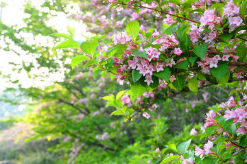 110520weigela.jpg