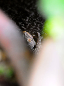 110521gecko.jpg