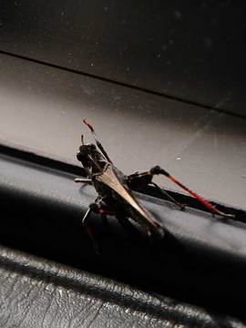 110830grasshopper2.jpg