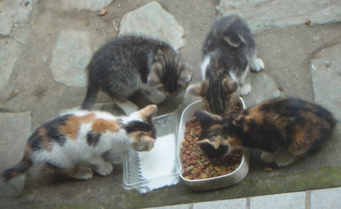 111006tabix-family3.jpg