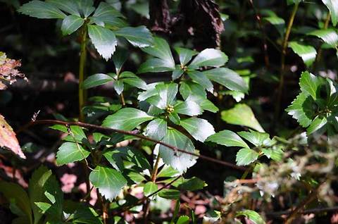 111009norikura59.jpg