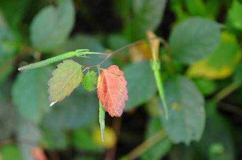 111016walk11.jpg