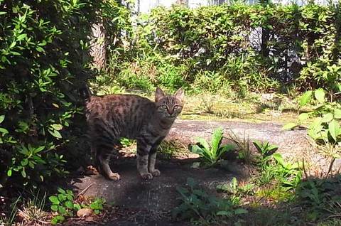 111031cat2.jpg