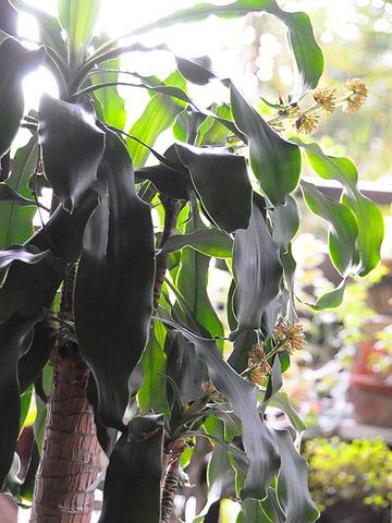 111103massangeana.jpg