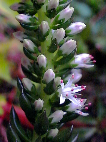 111107sedum1.jpg