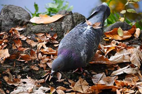 111123pigeon.jpg