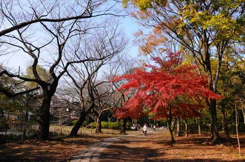 111123walk11.jpg