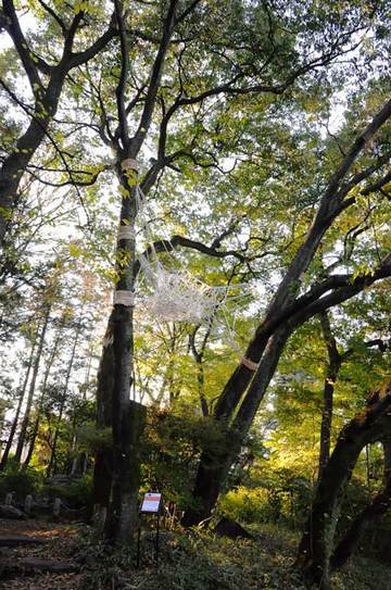 111123walk21.jpg