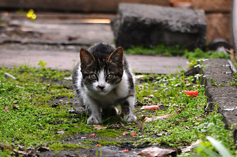 111124cat1.jpg