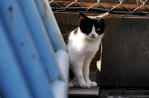 111124cat4.jpg