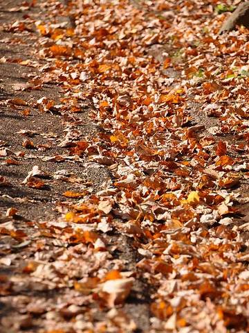 111127walk07.jpg