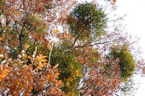 111127walk10.jpg