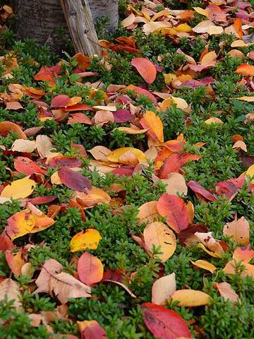 111127walk13.jpg