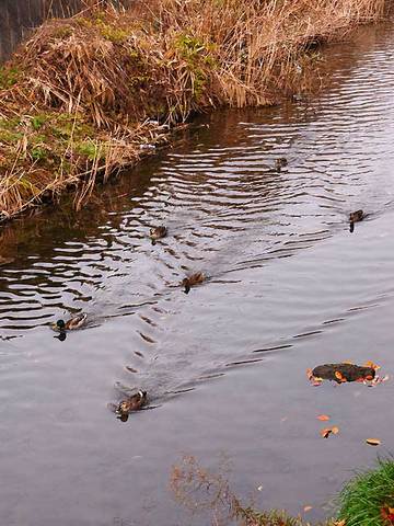 111127walk29.jpg