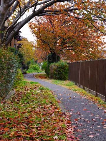 111127walk31.jpg