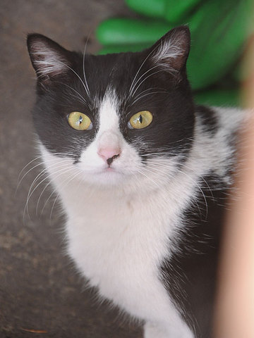 120229cat.jpg