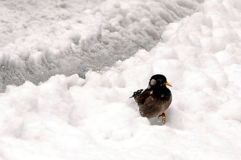 120229snow02.jpg