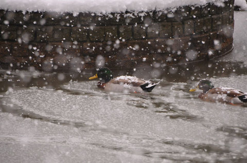 120229snow06.jpg