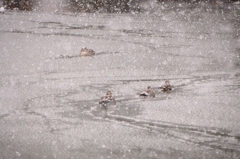 120229snow07.jpg