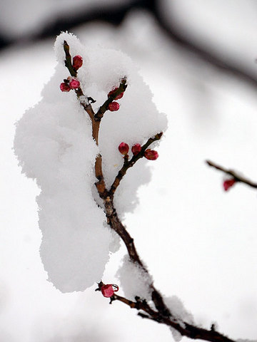 120229snow08.jpg