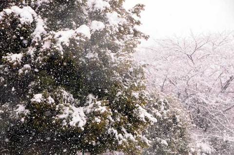 120229snow10.jpg