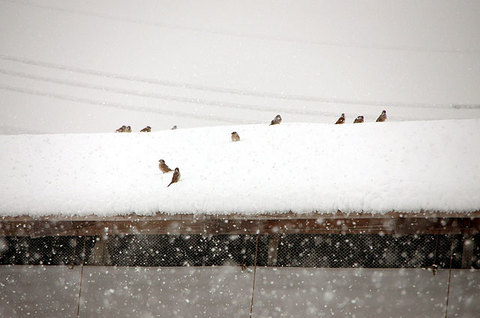 120229snow11.jpg